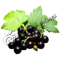 Arôme Cassis