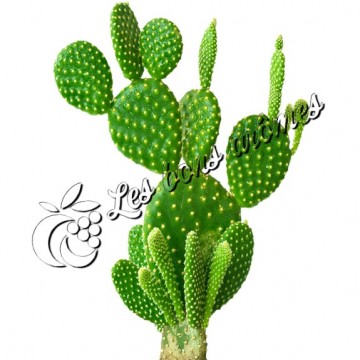 Arôme Cactus Vert