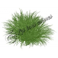 Arôme Citronnelle