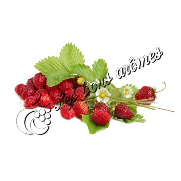 Arôme Fraise des Bois