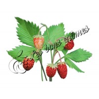 Arôme Fraise Sauvage