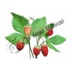 Arôme Fraise Sauvage