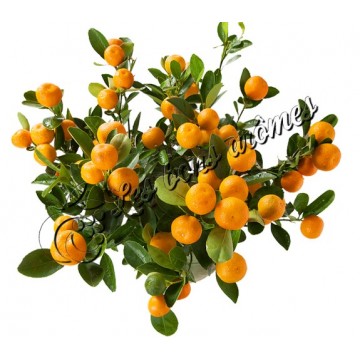 Arôme Kumquat