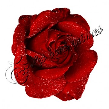 Arôme Rose