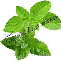 Arôme Double Menthe
