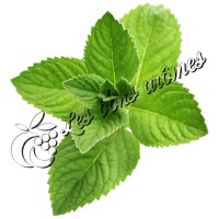 Arôme Menthe Naturelle WG